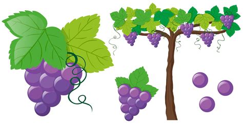 葡萄樹圖案